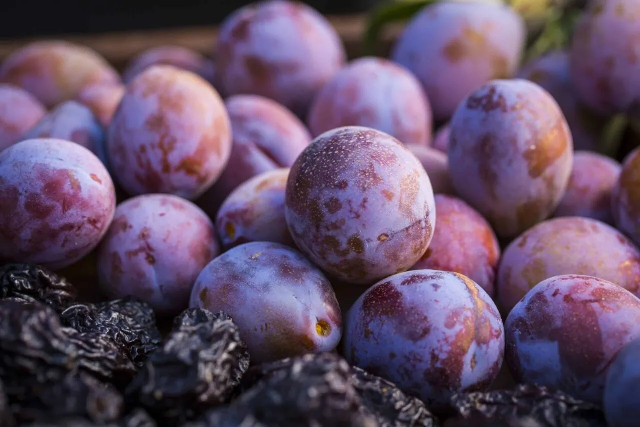 fresh plums with dried prunes representing the practices that make prunes products better